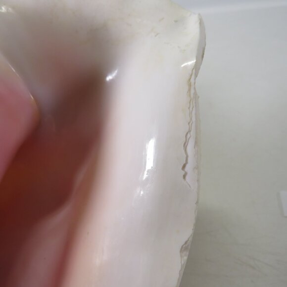 Large Real Conch Sea Shell 8.5" x 7" wide 6" tall has some chips - Picture 7 of 8